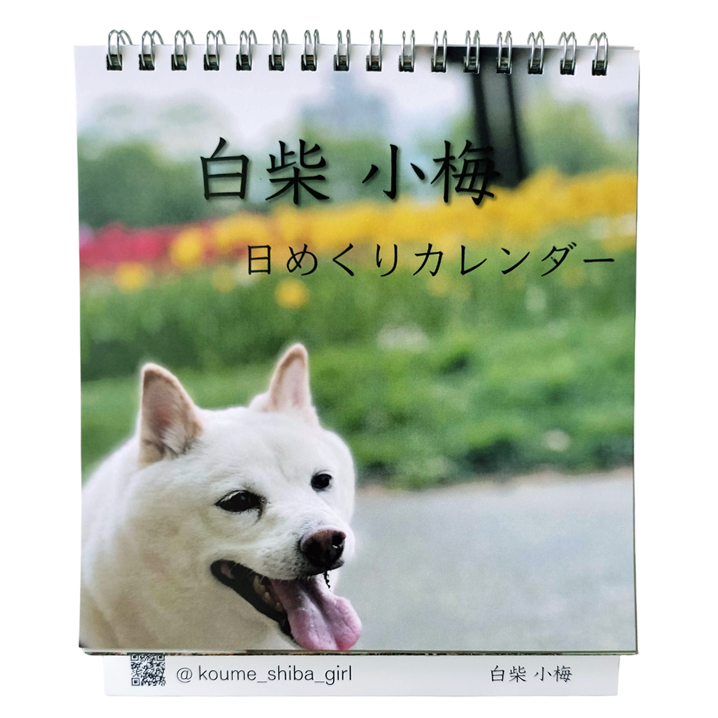 きょうの小梅 白柴小梅 日めくりカレンダー
