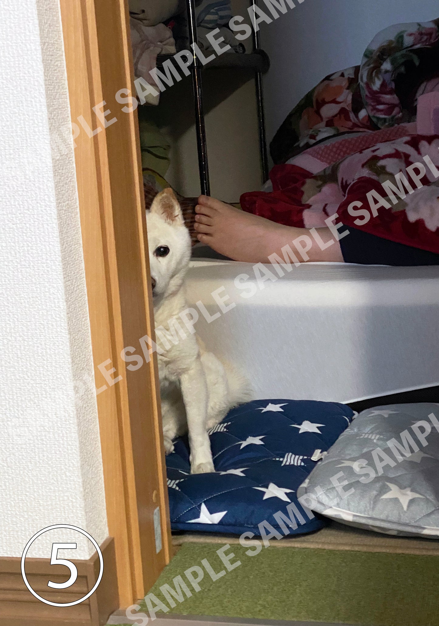 そばに小梅 白柴小梅 フォトフレームセット