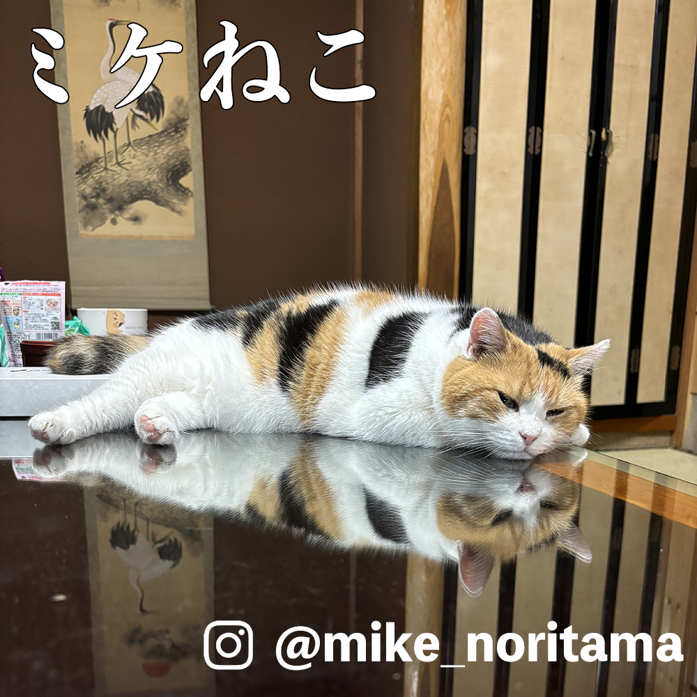 ミケねこ