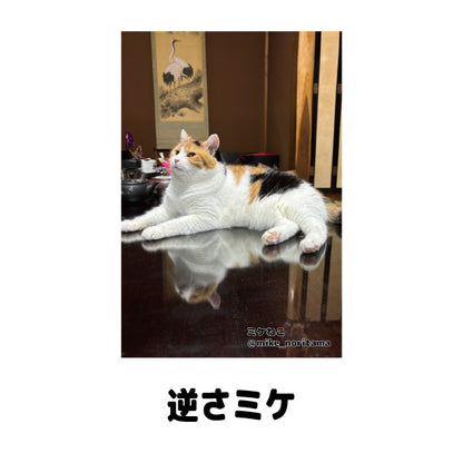 【販売終了】ミケねこ日常瞬間集 ポストカードセット