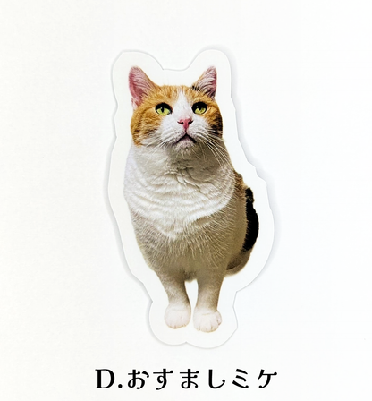 [Pre-order] Sticker with lots of Miké (a cat breed)