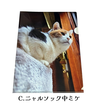 【予約販売】猫の手も借りたい?!クリアファイル